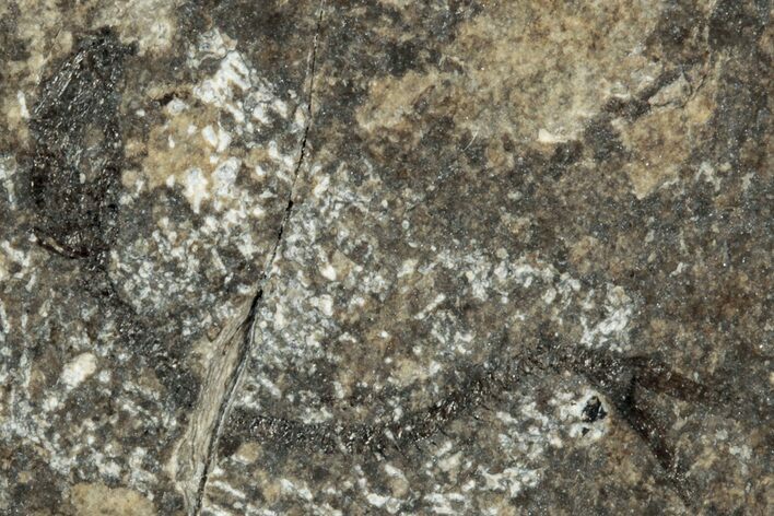 Oligocene Fossil Clupeoid Fish (Beksinskiella) - Poland #320620